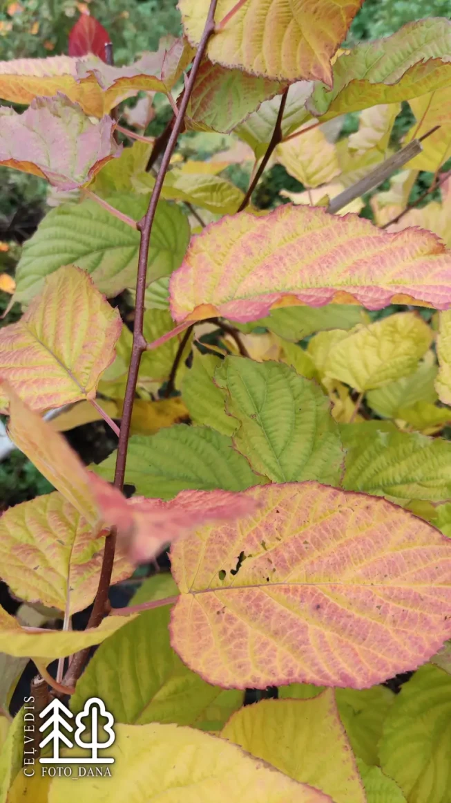 Actinidia kolomikta   'Dr. Szymanowski'